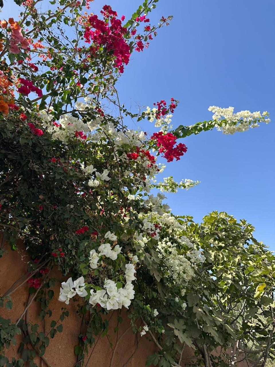 Villa Ms Holidays Mika Privatisee Marrakech Marakeş Dış mekan fotoğraf